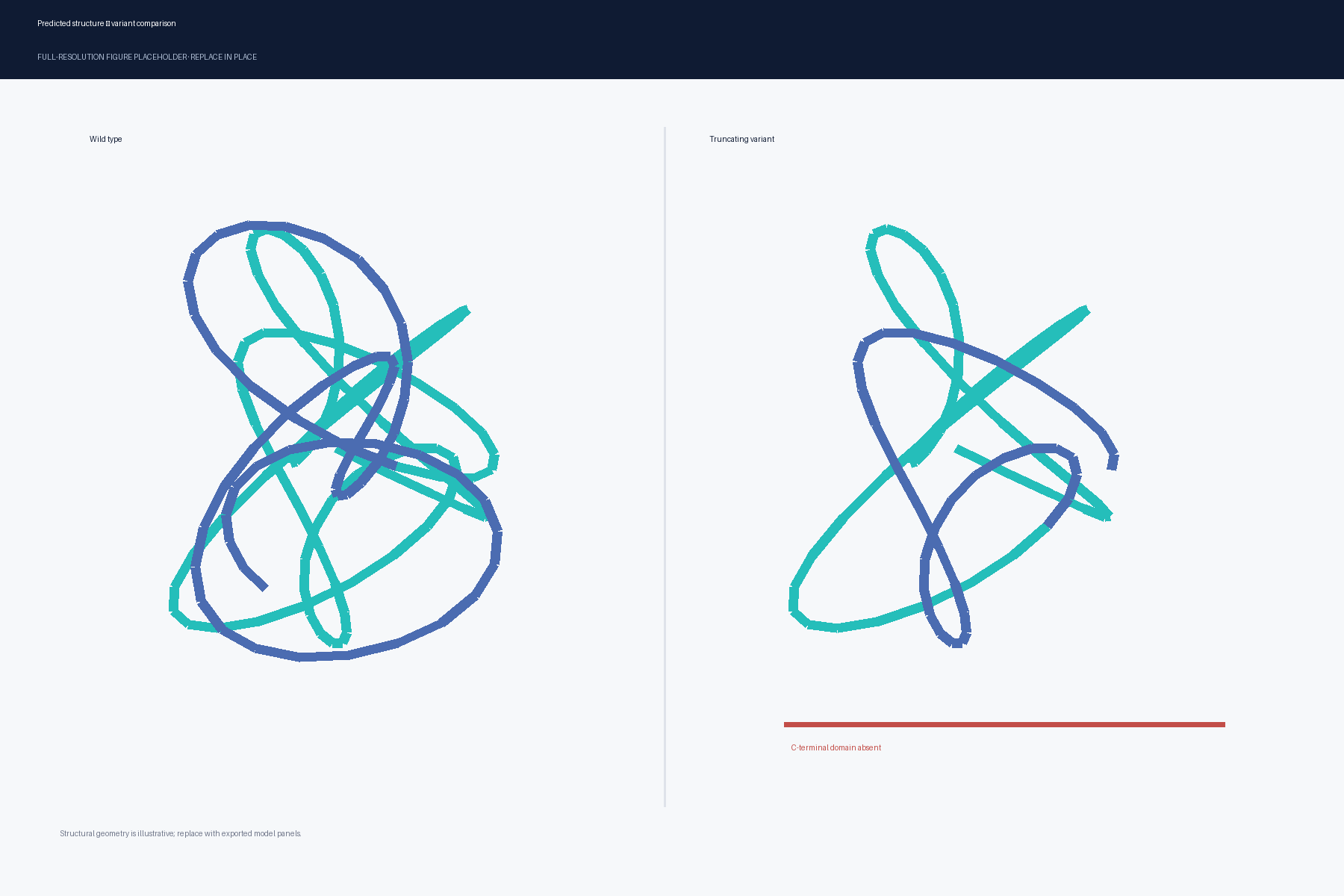 Two predicted protein structures side by side; the truncated model lacks the C-terminal domain present in the wild-type model.