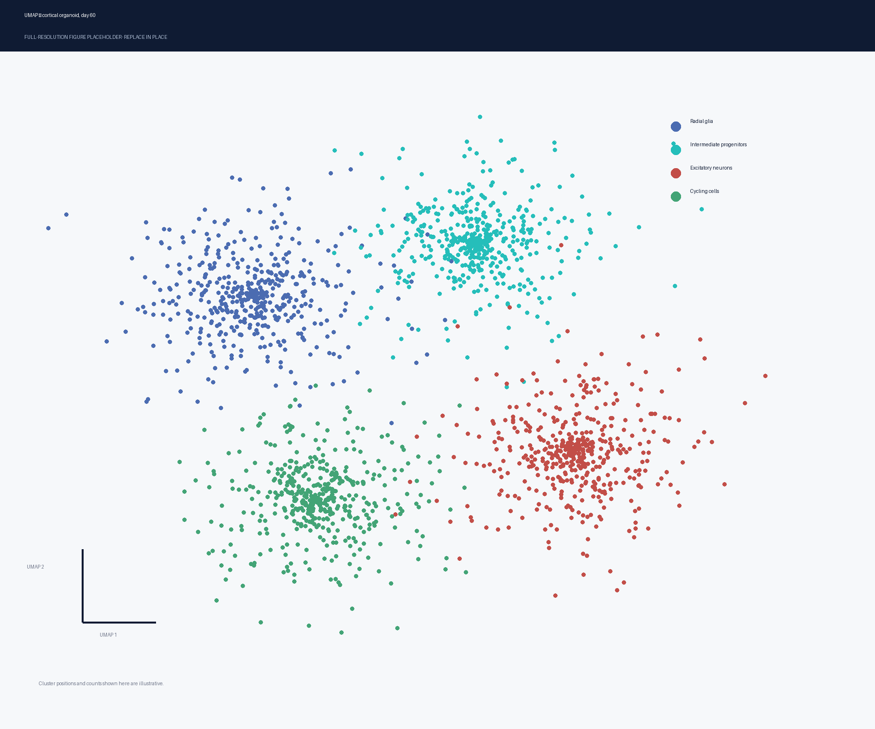 UMAP scatter plot of single cells from a day-60 cortical organoid, coloured by annotated progenitor and neuronal populations.